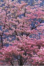 这回真要向众神祈祷？宝可梦第十世代爆料